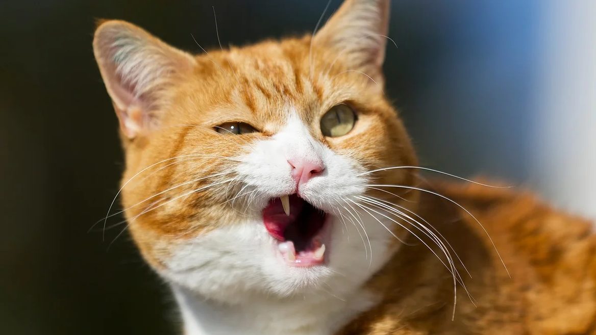 Japan has developed AI to control stress in cats: a smart collar detects anxiety and notifies owners via an app