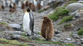 Antarctica needs a system administrator. The National Antarctic Science Center has announced a competition for the 31st expedition
