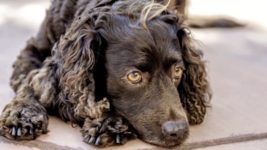 ПТСР у животных: как успокоить питомца и снять тревожное состояние