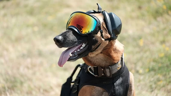 Colossal and Anduril founders raise $200 million to create genetically modified fighting dogs