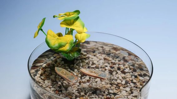 Перші у світі їстівні роботи очищають воду, а потім стають їжею для риб, яким вони допомагають