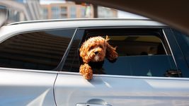 Забронювати BlaBlaCar по-новому: що змінилось у роботі сервісу та навіщо він просить паспорт