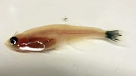 За допомогою гелевого коктейлю вчені змогли індукувати біоелектроніку в рибку даніо й інші живі тканини