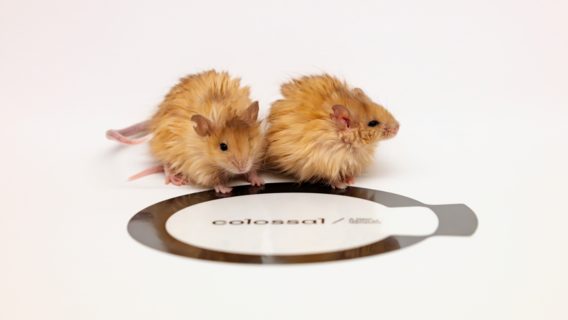 Стартап Colossal Biosciences показав перші успіхи на шляху до повернення мамонтів в Арктику — напрочуд волохатих мишей