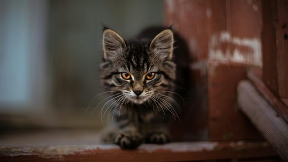Дизайнерка поскаржилася на рекрутера, який «виманював» у неї гроші. Ось, як це відбувалось