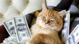 71% разработчиков в Украине демотивированы низкой зарплатой. Исследование Netpeak Group