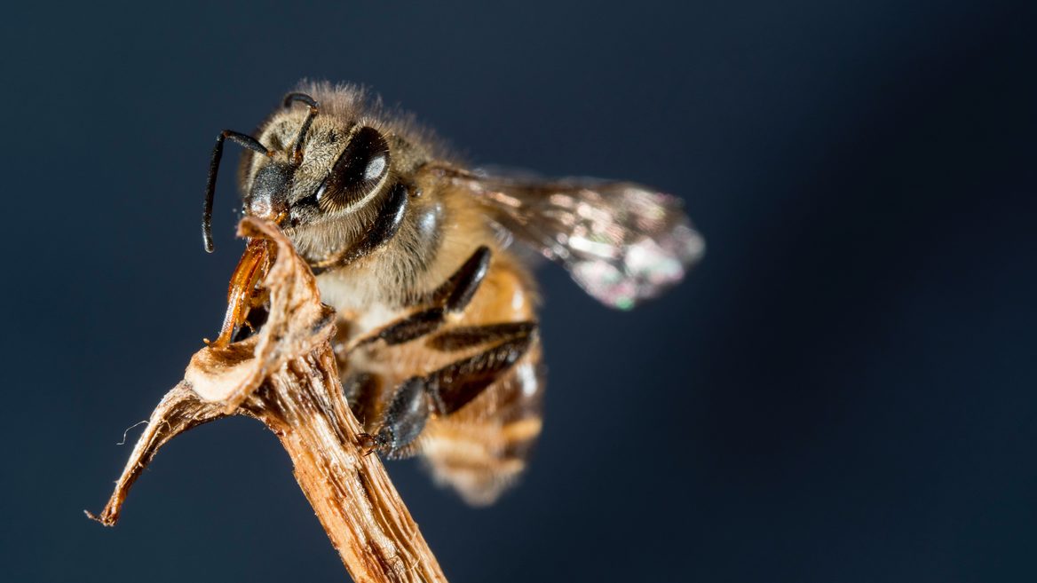 Вчені створили роєвих роботів які імітують поведінку бджіл. Це нова можливість для медицини