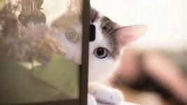 Pleacity closed the administrative proceedings against 