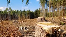 In Volyn, a programmer-poacher almost went to prison for 5 years for illegal logging. What happened to the man after cutting down 12 pines and an oak